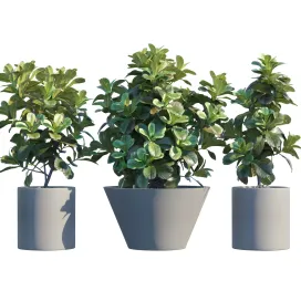 Plantin pots ficuslyrata